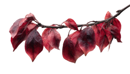 Close-up of a bare tree branch with red and maroon autumn leaves against a black background