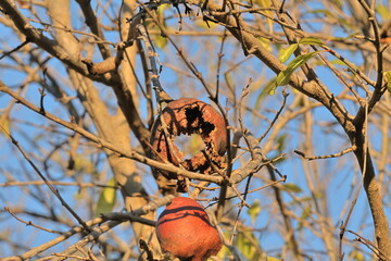 Ripe pomegranate on a tree branch in the garden