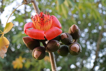 Cannonball Tree, Bombax ceiba, Bombax ceiba
