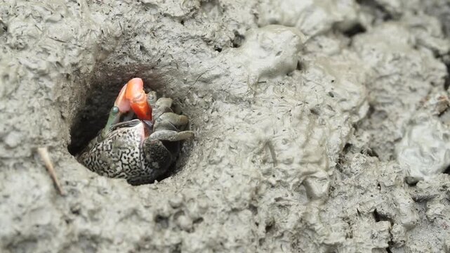 Close up of a broad-fingered fiddler crab emerging from its hole in a salt marsh on the South Coast of South Korea