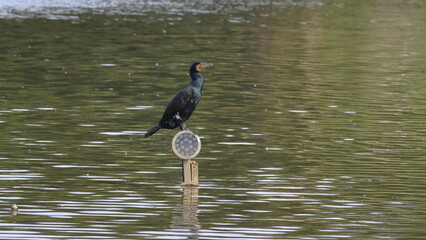 Cormorant on a wooden pole in the water of the lake
