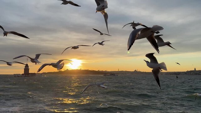 Extreme close-up shot of a flock of seagulls flying at sunrise or sunset over the Bosphorus Strait against the Maiden's Tower and with Istanbul and Hagia Sophia in the background. View of Kiz Kulesi