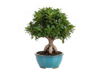 Small green ficus bonsai tree with thick roots in a blue ceramic pot isolated on a transparent background