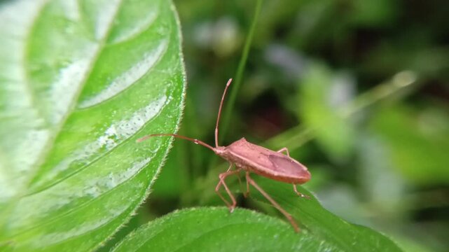 Macro boxworm (Gonocerus acuteangulatus) on leaves