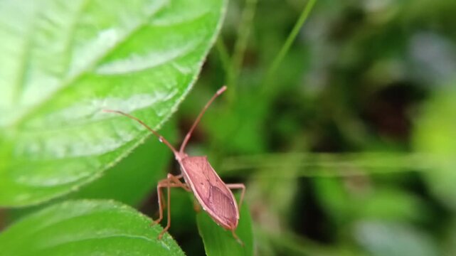 Macro boxworm (Gonocerus acuteangulatus) on leaves