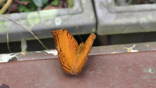 A male Malay cruiser (Vindula dejone) butterfly.