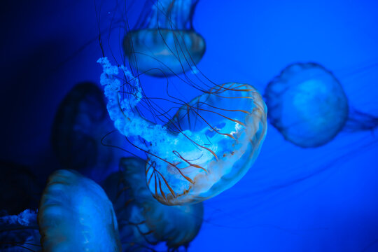 Close-up of Pacific Sea Nettle Jellyfish in blue water for ocean beauty and underwater predator concept