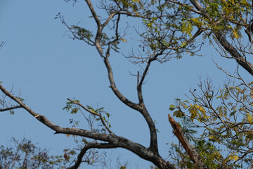 Fototapeta premium Trees and branches for the background image.