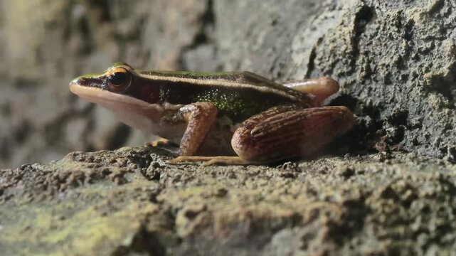 Green Paddy Frog, also known as the Common Greenback or Hylarana erythraea.