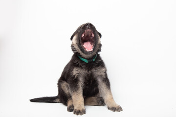  portrait funny cute german shepherd dog puppy looking up. cute dog studio shot on isolated white background with copy space