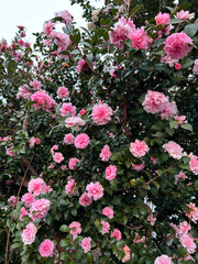 pink sasanqua flowers	