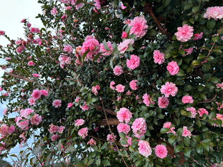 pink sasanqua flowers	