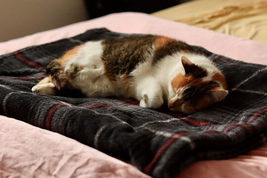 Belle chatte tricolore qui dort sur sa couverture