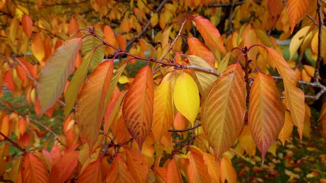 Autumn cherry tree leaves