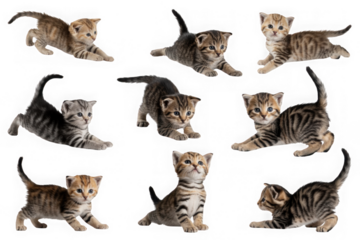 Set of playful tabby kittens, cut-out on white background 