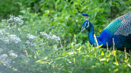 Obraz premium A vibrant male peacock forages among dense green undergrowth and flowering shrubs in the dry zone forest of Udawalawa National Park, Sri Lanka