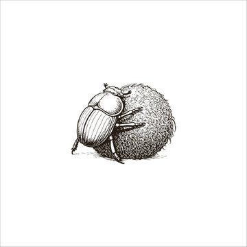 Dung beetle hand drawn artwork illustration