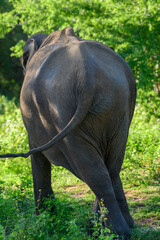 Fototapeta premium A Sri Lankan Asian elephant is seen from behind walking through lush grassland and scrub forest habitat in Udawalawe National Park