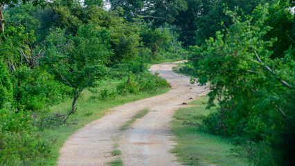 A winding dirt road through green scrubland and forest in Udawalawe National Park.  © nilanka