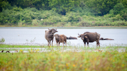 A family of Asian water buffalo stands along the grassy shoreline of Udawalawa Reservoir with calm lake waters and lush green forest in the background © nilanka
