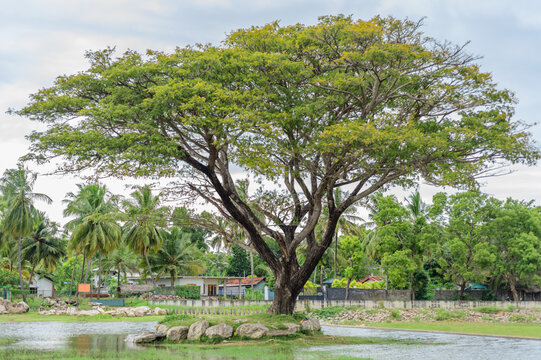 Shade tree in a shallow freshwater floodplain beside Udawalawe Reservoir. Coconut trees, village homes in the background.