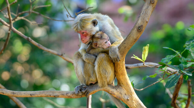 A toque macaque mother gently cradles her baby while sitting on a tree branch, an intimate moment of primate family behavior 