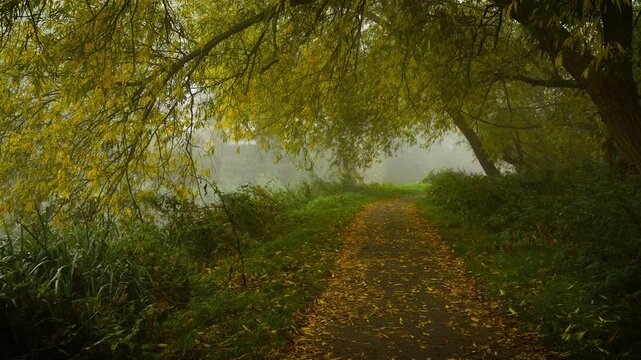Forest path stretching through dense fog under autumn canopy. Light mist covering peaceful valley carrying secret energy. Woodland trail leading through morning haze beneath golden leaves