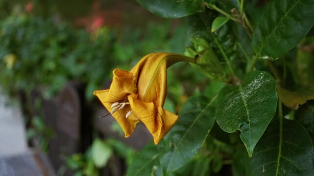 Golden solandra blooms vibrantly in a lush outdoor setting in spain surrounded by rich green leaves.