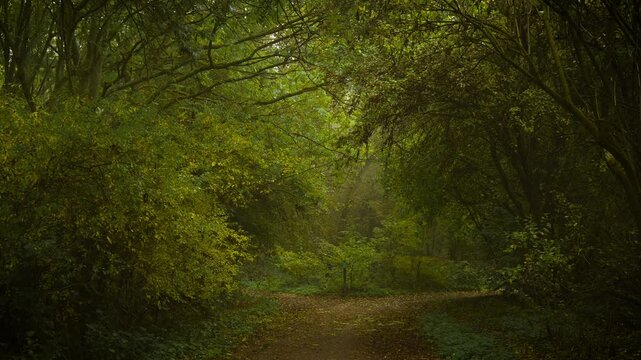 Forest path dividing under thick tree canopy glowing with green and yellow leaves in misty air. Fading haze dissolving in dawn shaping surreal dimension. Woodland trail splitting between dense foliage
