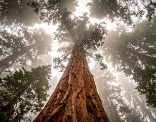 Majestic redwood trees reaching skyward in misty forest nature photography tranquil environment low angle view