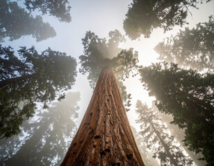 Majestic redwoods towering above in misty forest nature photography serene environment low angle view