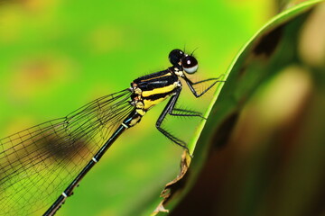 Damselflies Tel Eggs Close-Up macro photography Nature Background