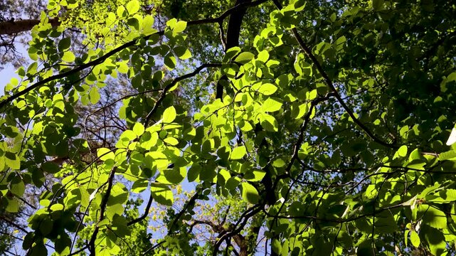 Kabaty Woods in Warsaw, Poland