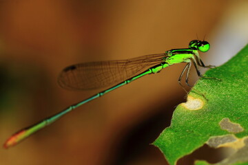 Macro shots, Beautiful nature scene dragonfly. Showing of eyes and wings detail. Dragon fly in the nature habitat using as a background or wallpaper.The concept for writing an article. 
