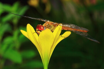 Macro shots, Beautiful nature scene dragonfly. Showing of eyes and wings detail. Dragon fly in the nature habitat using as a background or wallpaper.The concept for writing an article. 
