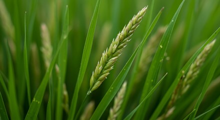 Obraz premium Extreme macro shot of vibrant green grass blades and subtle seed pods, creating a natural, soft textured field background, bokeh, background, subtle
