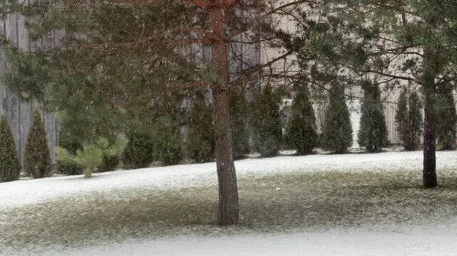 Steady Snowfall Over a Backyard with Pine and Evergreen Trees