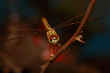 Macro shots, Beautiful nature scene dragonfly. Showing of eyes and wings detail. Dragon fly in the nature habitat using as a background or wallpaper.The concept for writing an article. 
