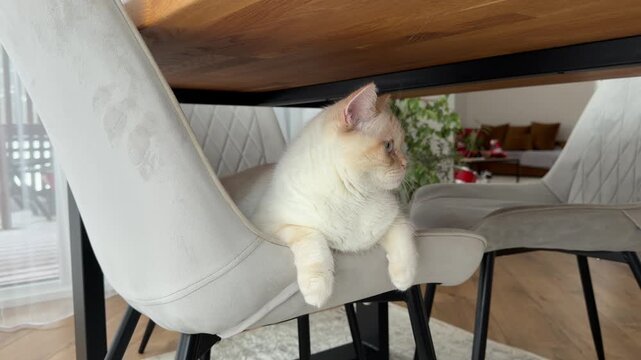 Fluffy Cream Cat Reacting to Sounds While Resting on a Chair