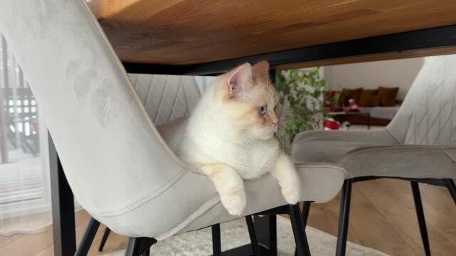 Cream Cat with Blue Eyes Sitting Alert Under Dining Table