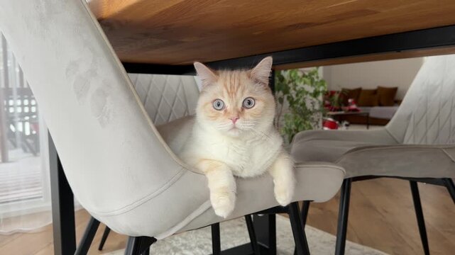 Alert Cream Cat with Blue Eyes Peeking from Under a Table