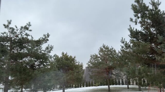 Panning Shot of a Snowy Yard and Pine Trees Under Overcast Sky