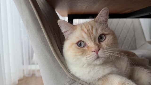Close Up of Fluffy Cat Peeking from Chair