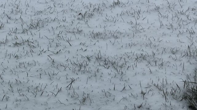 Heavy Snowfall Over Pine Trees and Fence