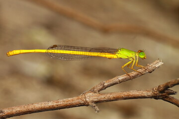 Macro shots, Beautiful nature scene dragonfly. Showing of eyes and wings detail. Dragon fly in the nature habitat using as a background or wallpaper.The concept for writing an article. 
