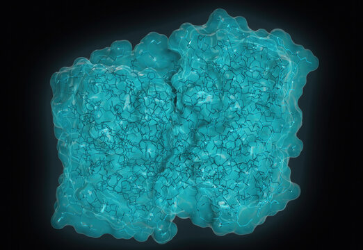 3d molecular surface render of green fluorescent protein GFP dimer showing the outer solvent accessible surface and internal molecular wireframe for pharmaceutical and biological study