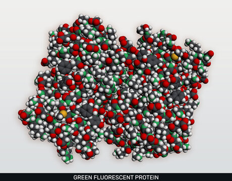 Scientific illustration of green fluorescent protein, GFP molecular structure, detailed 3d render for biotechnology and molecular biology. Space-filling model
