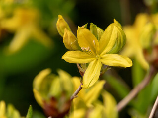 Rhododendron luteum yellow azalea flower close up in bloom
