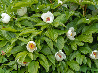 White paeonia daurica subsp. wittmanniana flowers with lush foliage