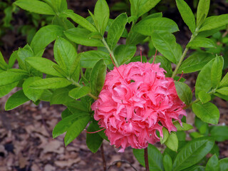 Pink ball-shaped truss of hybrid deciduous azalea in bloom